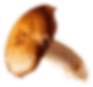 Mushroom 1